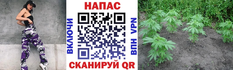 дарнет шоп  Мичуринск  Бошки марихуана планчик 